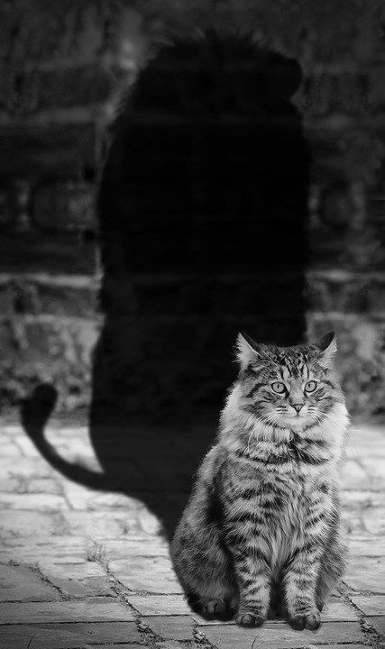 foto cc0 pixabay flashbuddy schatten katze löwe