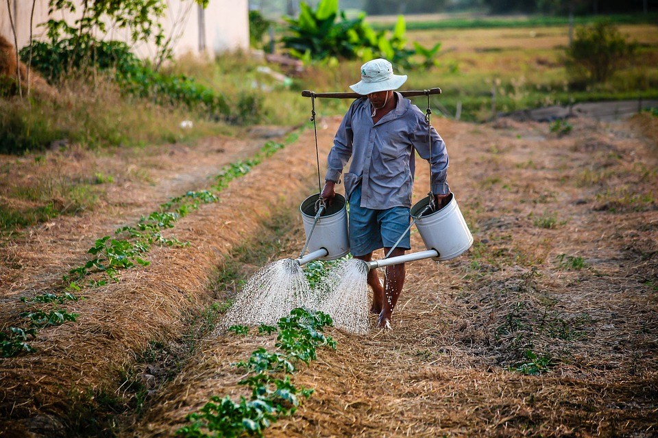 foto cc0 pixabay nguyenkhacqui landwirt vietnam
